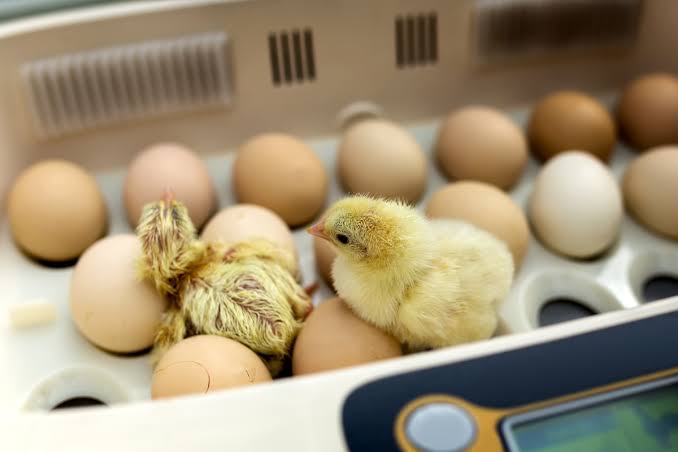 FERTILE EGGS: THE SECRET BEHIND BETTER HATCHABILITY